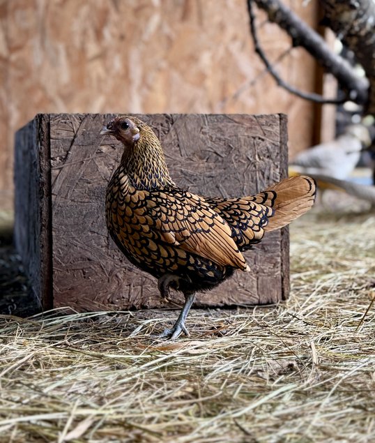 🇫🇷 Œufs Sebright doré 🇫🇷