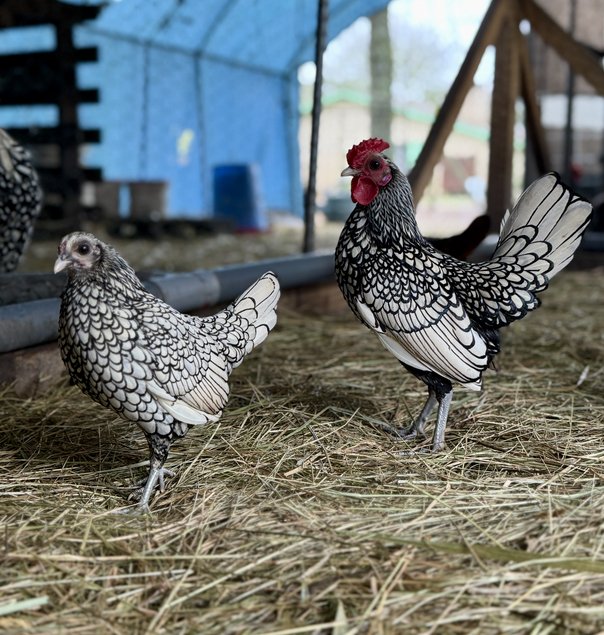 🇫🇷 Œufs Sebright Argenté 🇫🇷