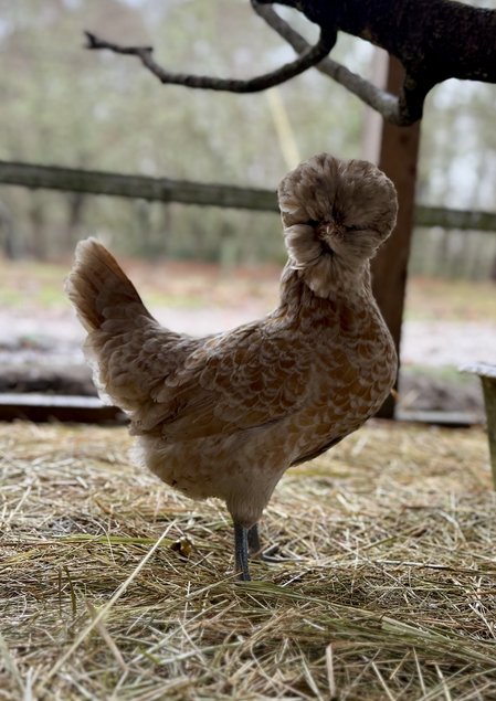 🇫🇷 Œufs Padoue chamoisé 🇫🇷