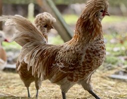 🇫🇷 Œufs Padoue chamoisé 🇫🇷