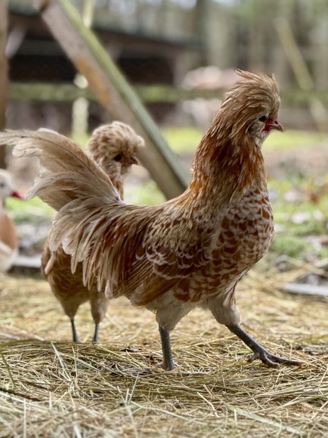 🇫🇷 Œufs Padoue chamoisé 🇫🇷