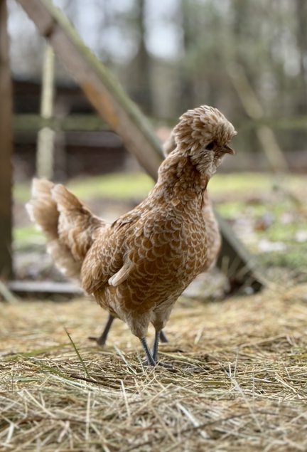 🇫🇷 Œufs Padoue chamoisé 🇫🇷