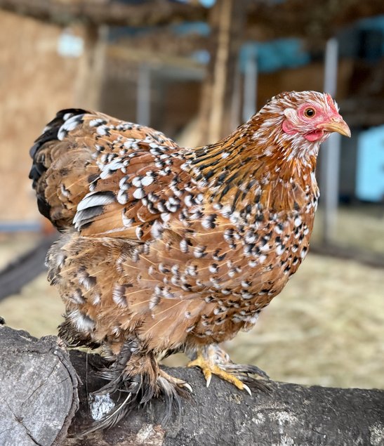 🇫🇷 Œufs Pékin porcelaine rouge/ millefleurs 🇫🇷