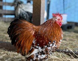 🇫🇷 Œufs Pékin porcelaine rouge/ millefleurs 🇫🇷