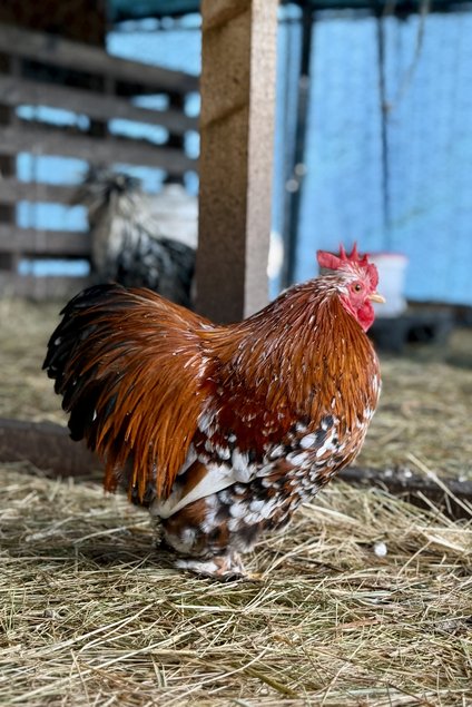 🇫🇷 Œufs Pékin porcelaine rouge/ millefleurs 🇫🇷