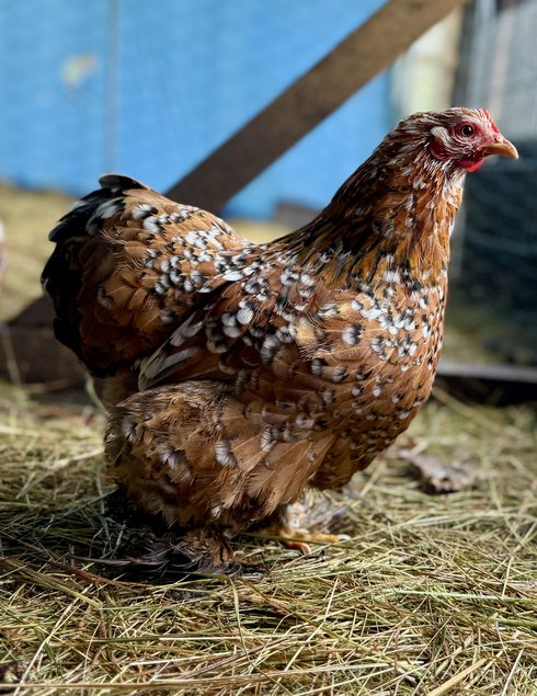 🇫🇷 Œufs Pékin porcelaine rouge/ millefleurs 🇫🇷