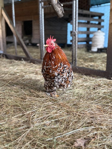 🇫🇷 Œufs Pékin porcelaine rouge/ millefleurs 🇫🇷