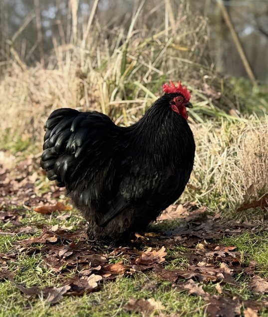 🇫🇷 Œufs Pékin noir 🇫🇷