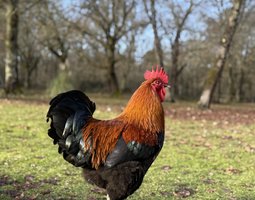 🇫🇷 Œufs Marans noir à camaille cuivré NCC 🇫🇷