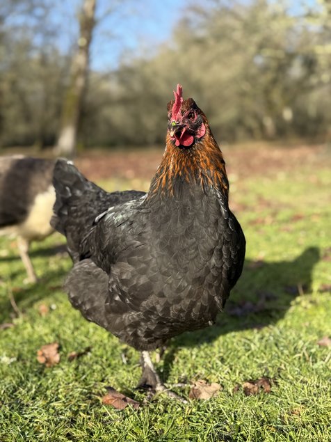 🇫🇷 Œufs Marans noir à camaille cuivré NCC 🇫🇷