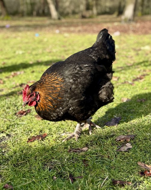 🇫🇷 Œufs Marans noir à camaille cuivré NCC 🇫🇷