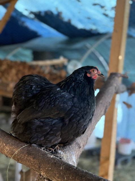 🇫🇷 Œufs Pékin noir 🇫🇷