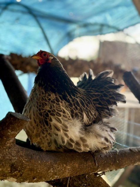 🇫🇷 Œufs Pékin 🇫🇷