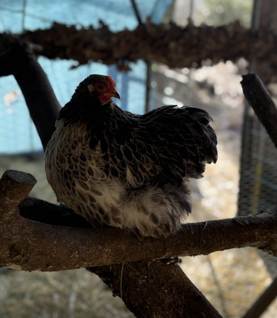 🇫🇷 Œufs Pékin 🇫🇷