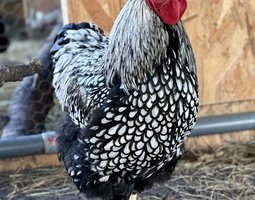 🇫🇷 Œufs Wyandotte Argenté GR 🇫🇷