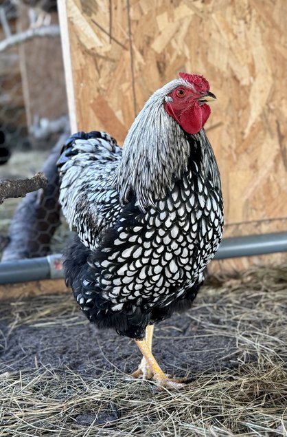 🇫🇷 Œufs Wyandotte Argenté GR 🇫🇷