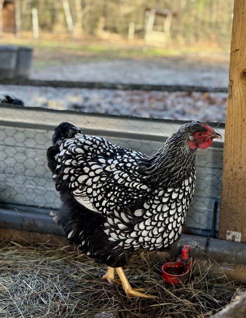 🇫🇷 Œufs Wyandotte Argenté GR 🇫🇷