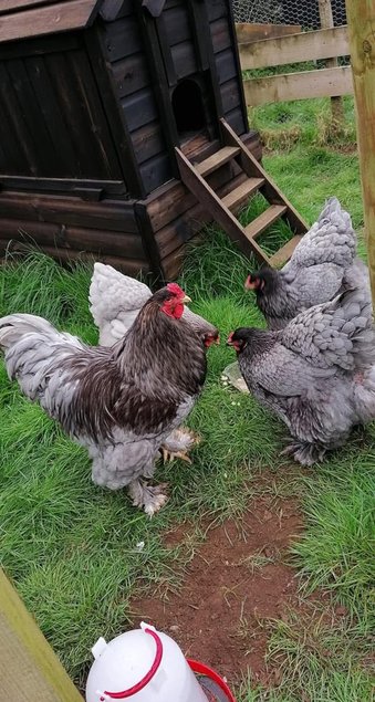 Œufs brahma bleu GR