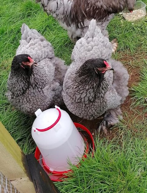 Œufs brahma bleu GR