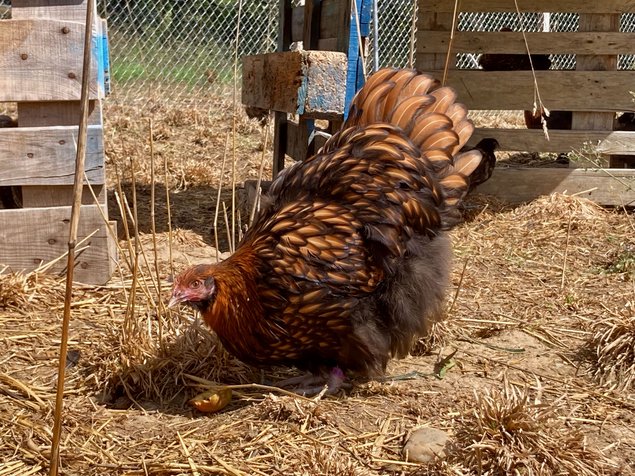 Orpington fauve à liseré noir OFALN (ex-ODAL) Grande Race