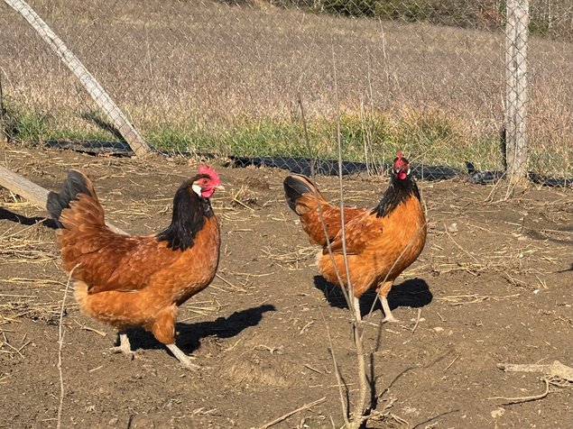 Vorwerk Grande Race - BIO (11 + 1 gratuits)