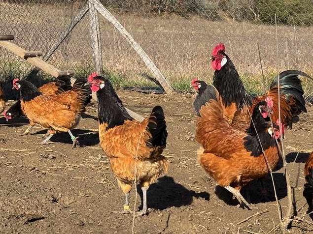 Vorwerk Grande Race - BIO (11 + 1 gratuits)