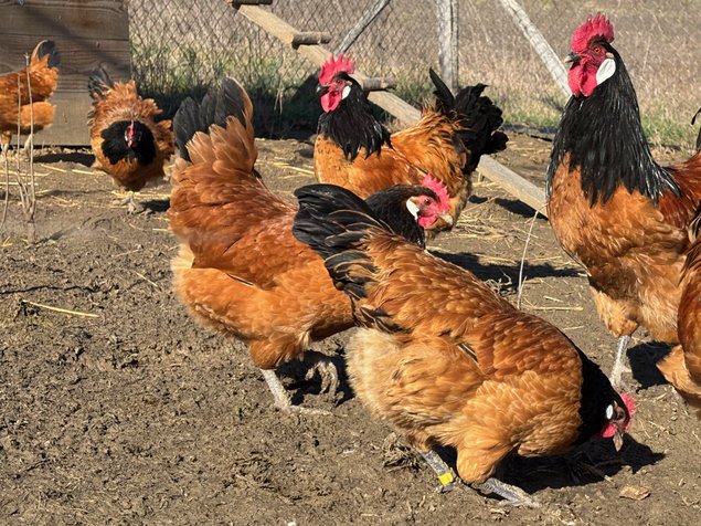 Vorwerk Grande Race - BIO (11 + 1 gratuits)