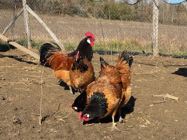 Vorwerk Grande Race - BIO (11 + 1 gratuits)