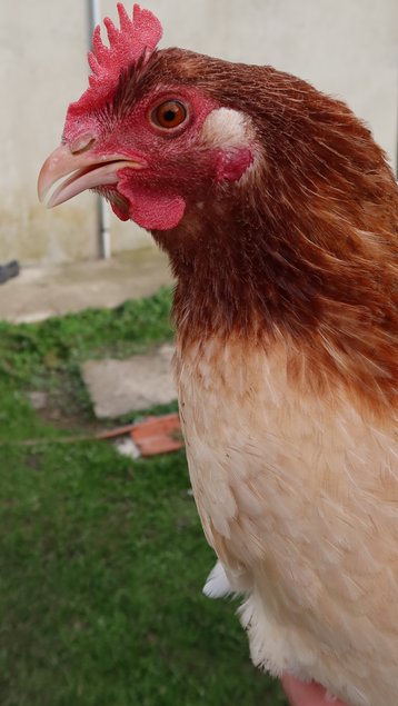 Marans froment grande race Tata cocottes