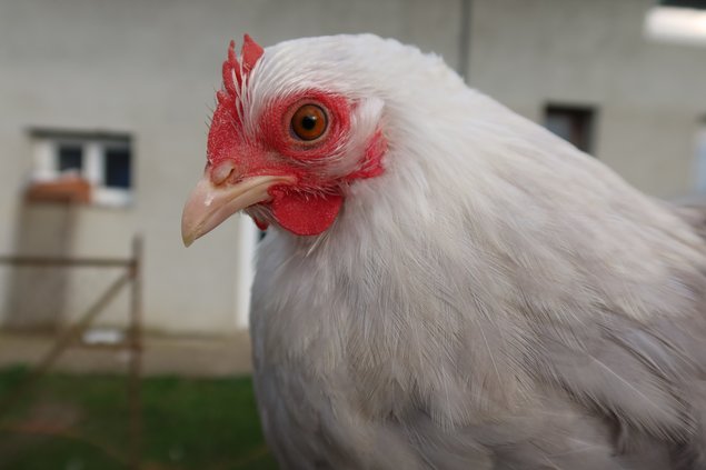 Pekin bobtail frisé et lisse race naine Tata cocottes