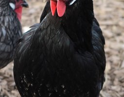 La flèche noire et bleu grande race Tata cocottes