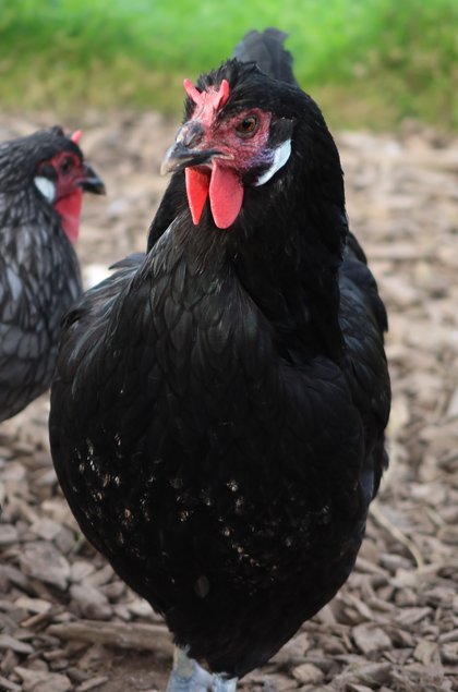 La flèche noire et bleu grande race Tata cocottes