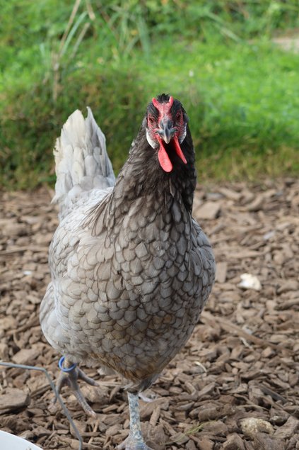La flèche noire et bleu grande race Tata cocottes