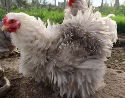 Pekin bobtail frisé et lisse race naine Tata cocottes