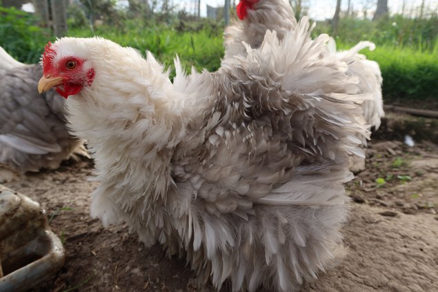 Pekin bobtail frisé et lisse race naine Tata cocottes