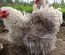 Pekin bobtail frisé et lisse race naine Tata cocottes
