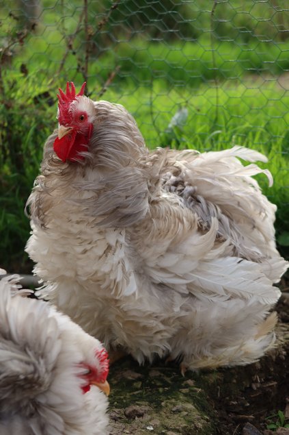 Pekin bobtail frisé et lisse race naine Tata cocottes