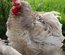 Pekin bobtail frisé et lisse race naine Tata cocottes