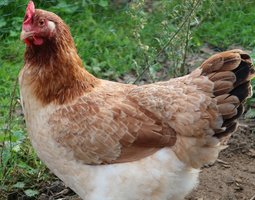 Marans froment grande race Tata cocottes