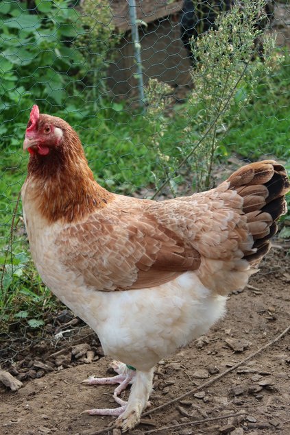 Marans froment grande race Tata cocottes