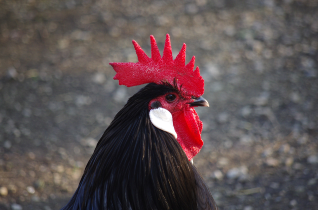 Bresse Gauloise noire
