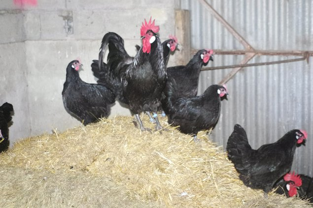 Bresse Gauloise noire