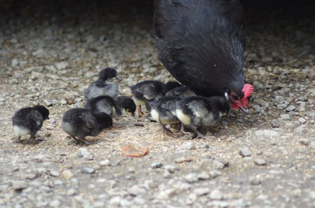 Bresse Gauloise noire