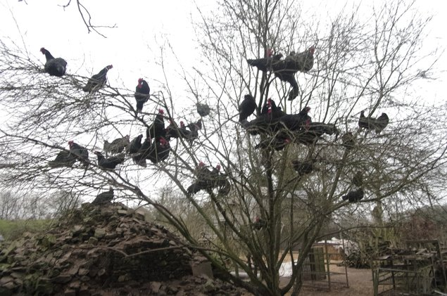 Bresse Gauloise noire