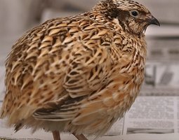 Caille du Japon Femelle