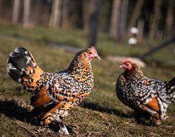 Sabelpoot Mille-Fleurs Rouge