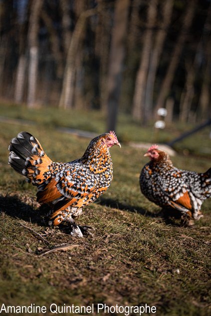 Sabelpoot Mille-Fleurs Rouge