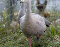 Oie Céreopse femelle