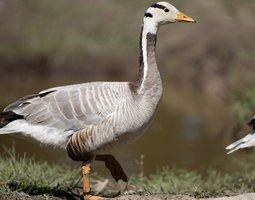 Oie À Tête Barrée femelle