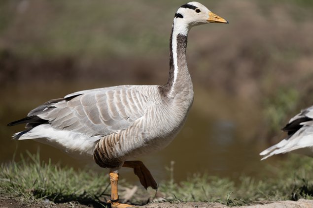 Oie À Tête Barrée femelle